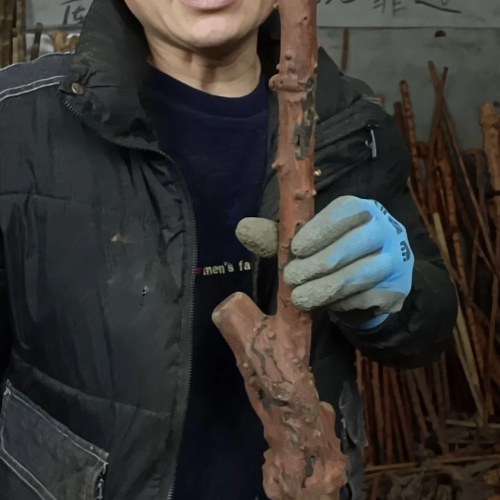 稳定木用****1贵州檬子木   铁马鞭   根艺  半成品