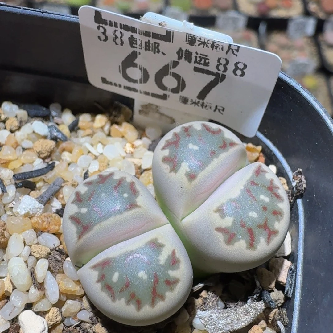 Ssss精品生石花667
