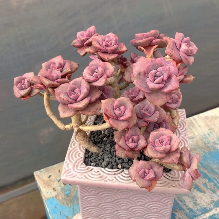 多肉植物 彩虹糖-4