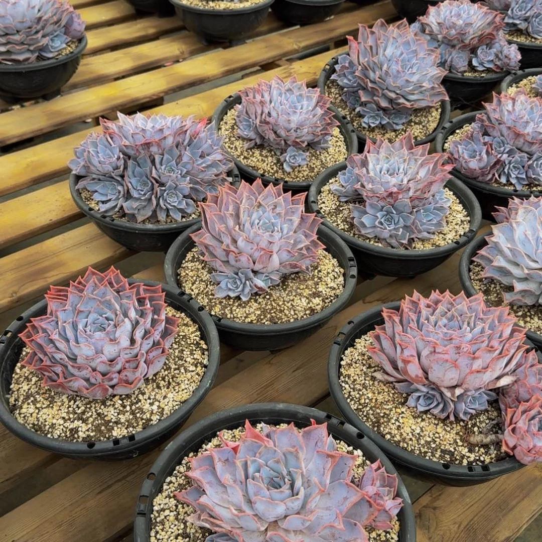 路西娜福利不包损