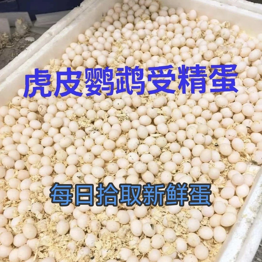 虎皮鹦鹉受精蛋鹦鹉受精蛋鹦鹉种蛋可孵化受精率