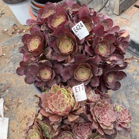 多肉植物魅金花月夜