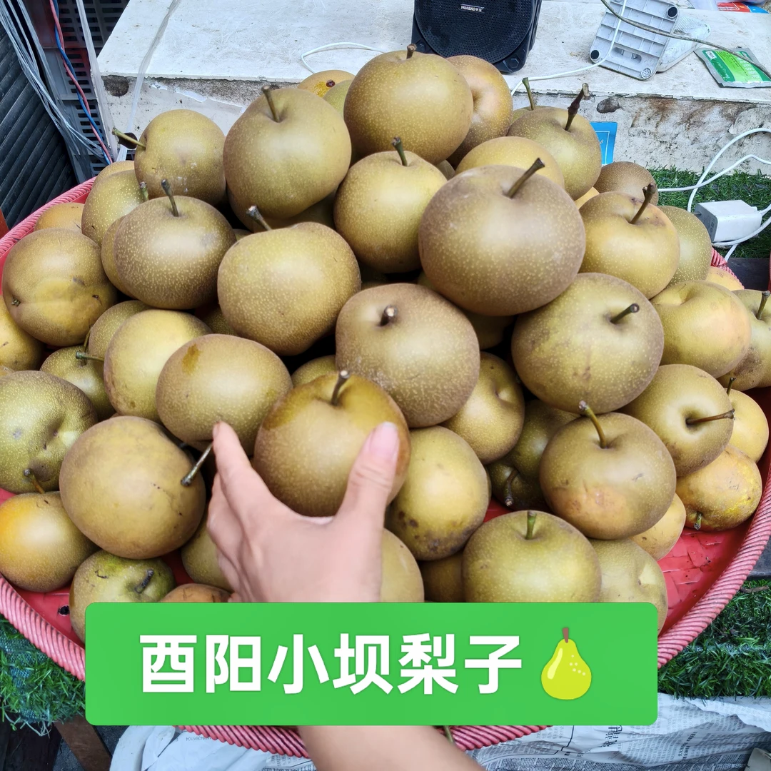 酉阳小坝高山金秋梨新鲜现摘现发甜脆多汁可口梨子