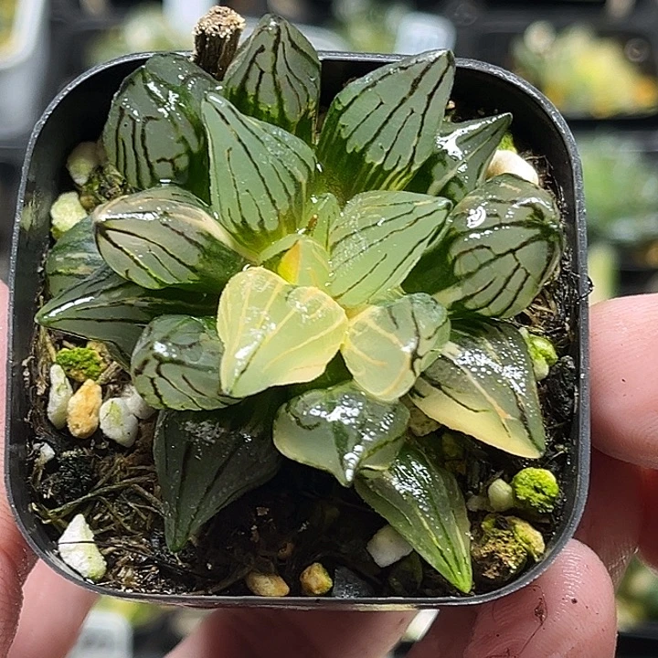 272西瓜寿锦头家多肉十二卷