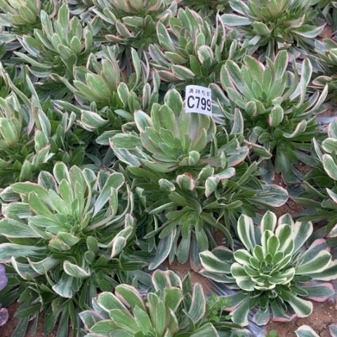 799焕莎不包断枝