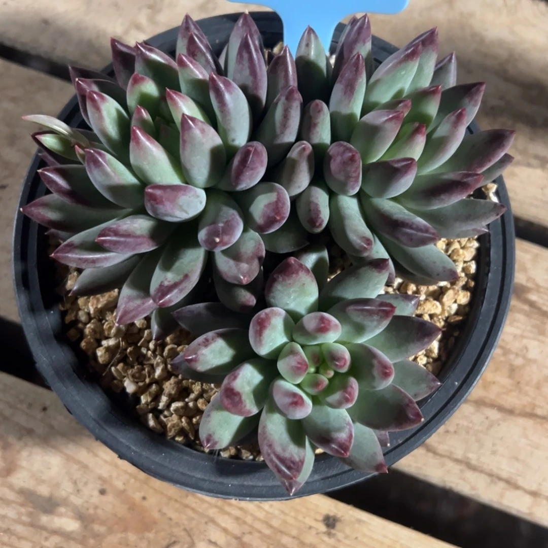 J****粥350125-72二代虞美人