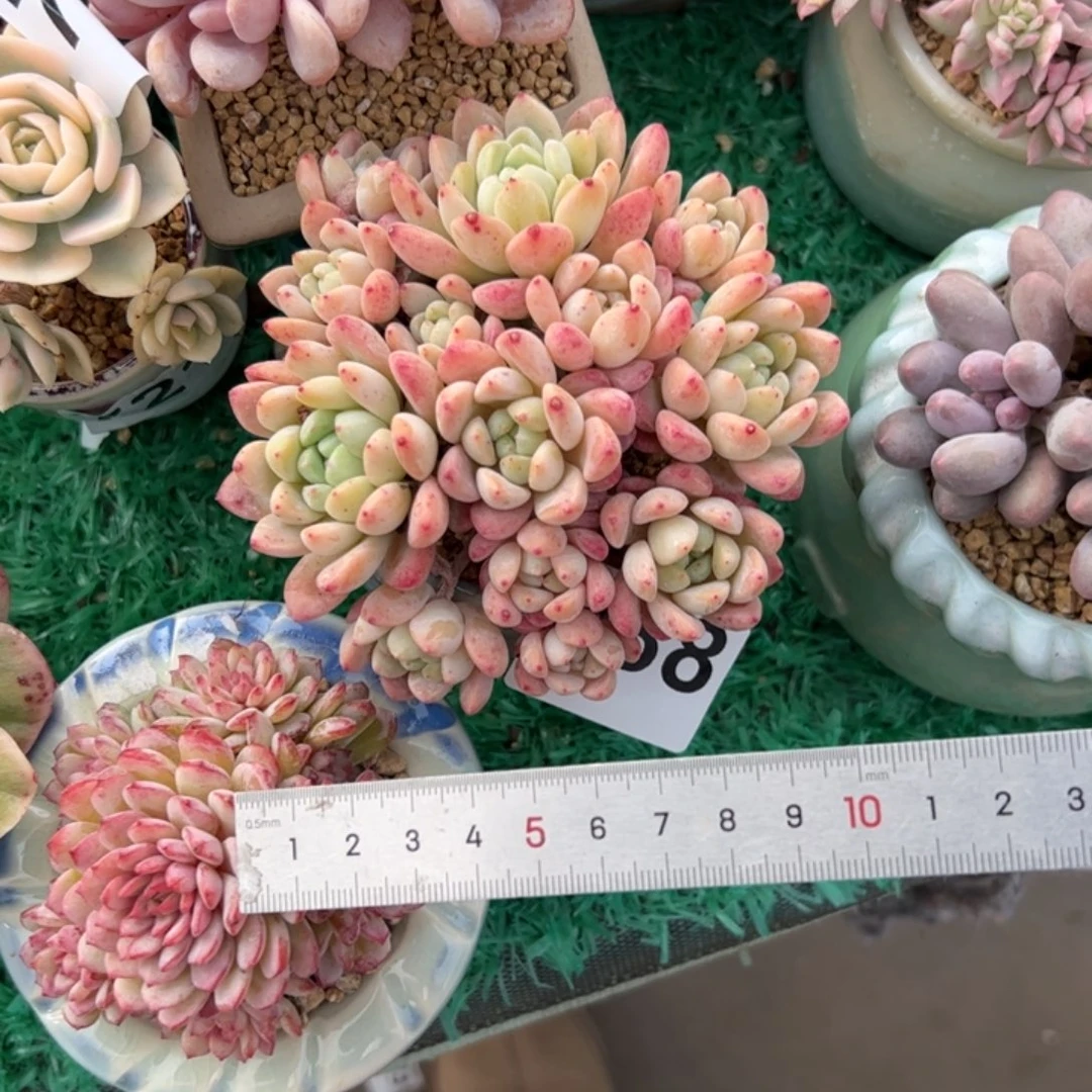 静****088 多肉植物组合