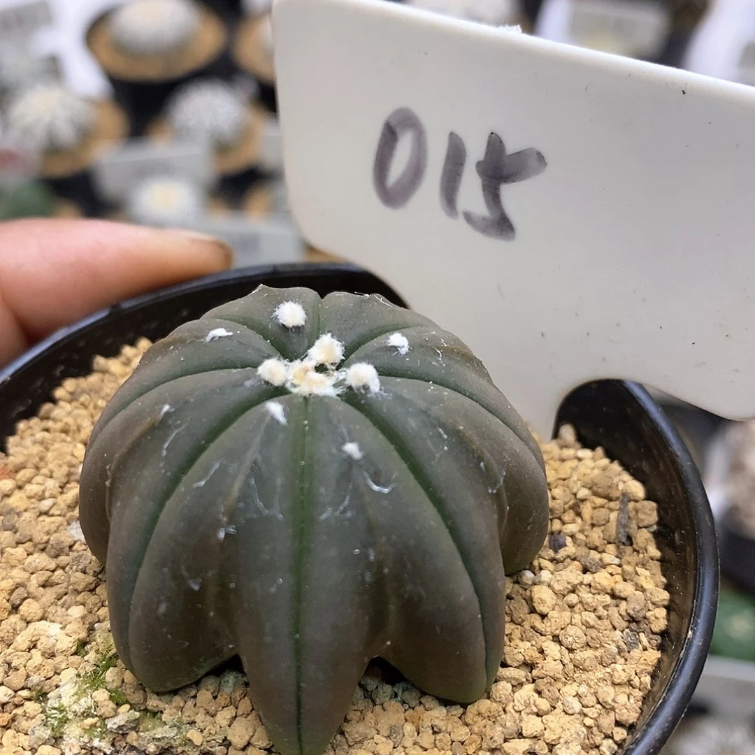 开播时间到的第一百