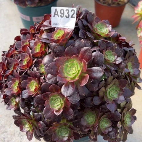 932赤焰莲朵朵26厘米