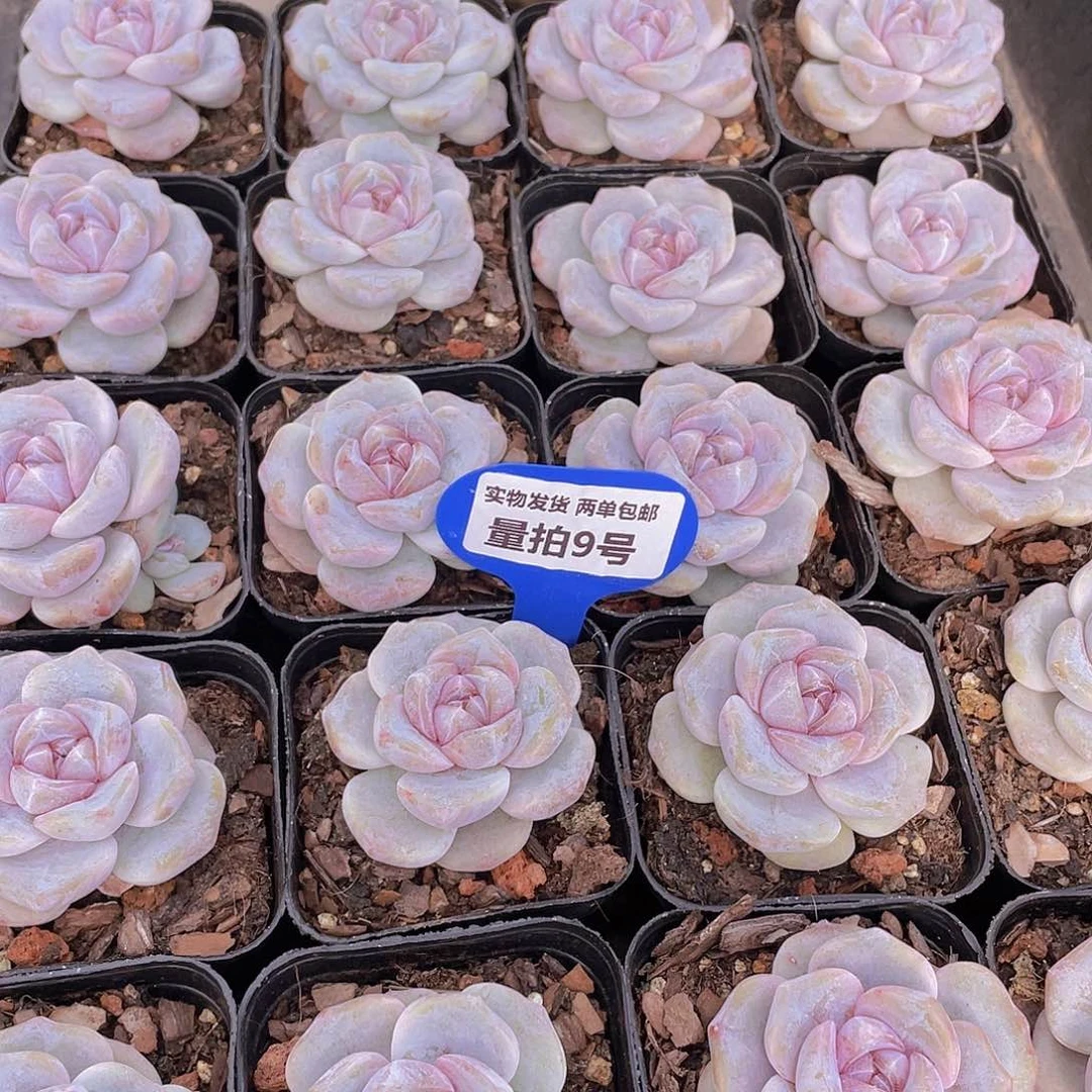 量拍9号 芋圆啵啵单头一个