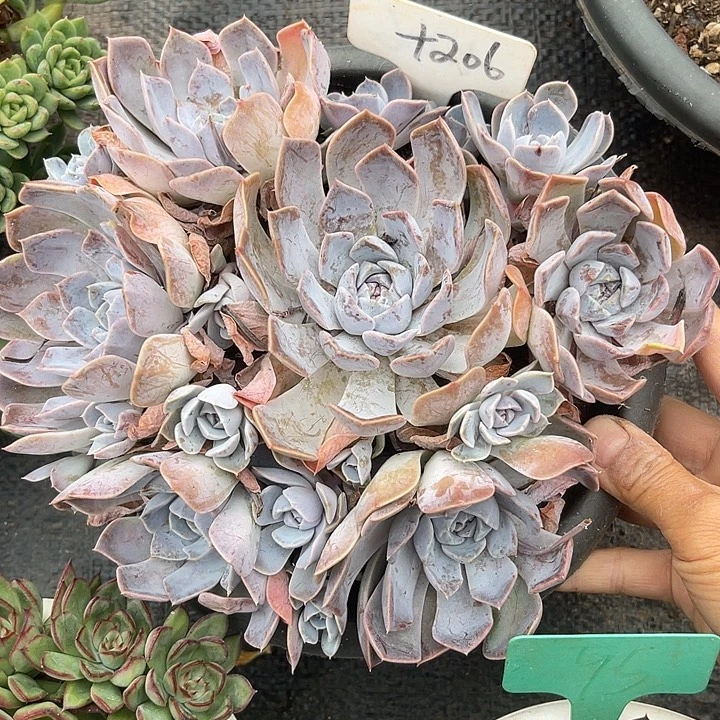 晨语多肉，一物一拍汉堡206