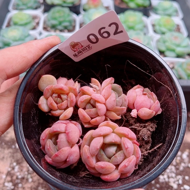 多肉植物多肉植物