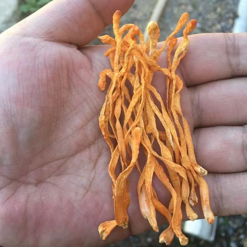现收土特产-虫草花-500克