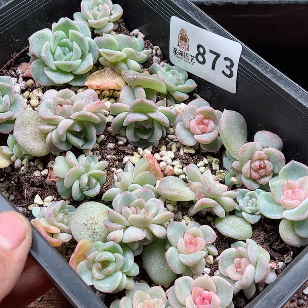 玲*多肉植物多肉植物