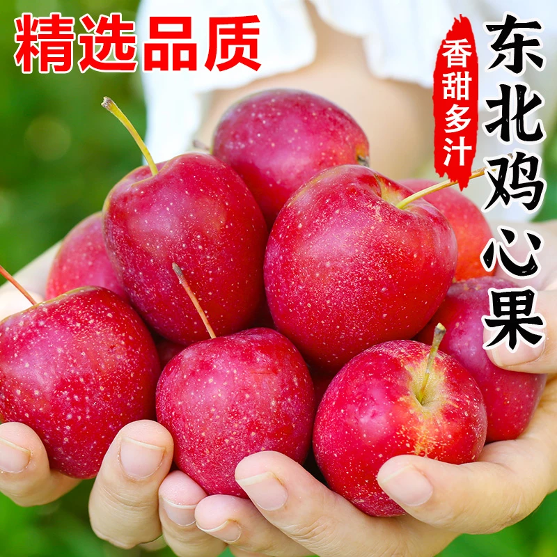 25年头茬鸡心果海棠果新鲜应季水果小苹果现摘现发维C果园包邮