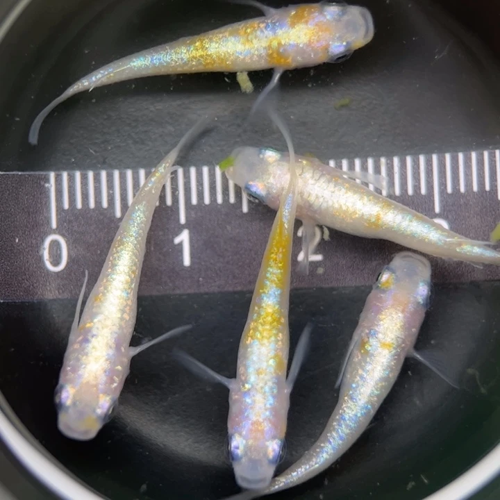 海水鱼粉王华27号