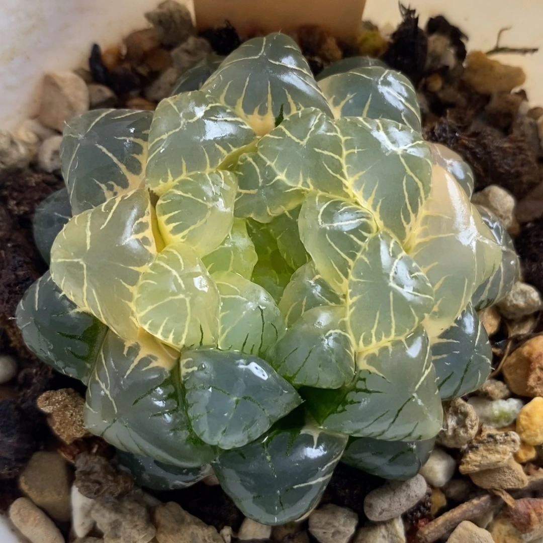 53糊斑湖水玉露锦