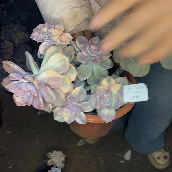 紫乐锦大群一物一拍