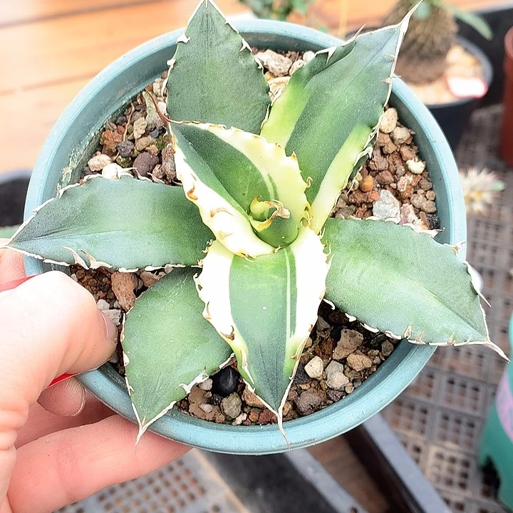 76狂刺夕映6666666666666