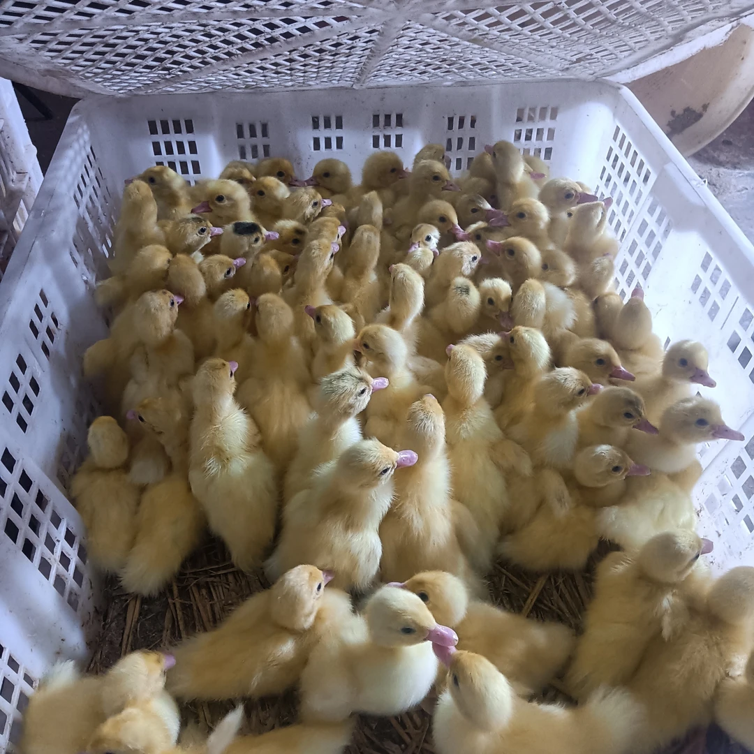 宠物鸭白翻鸭柯尔鸭白翻鸭苗