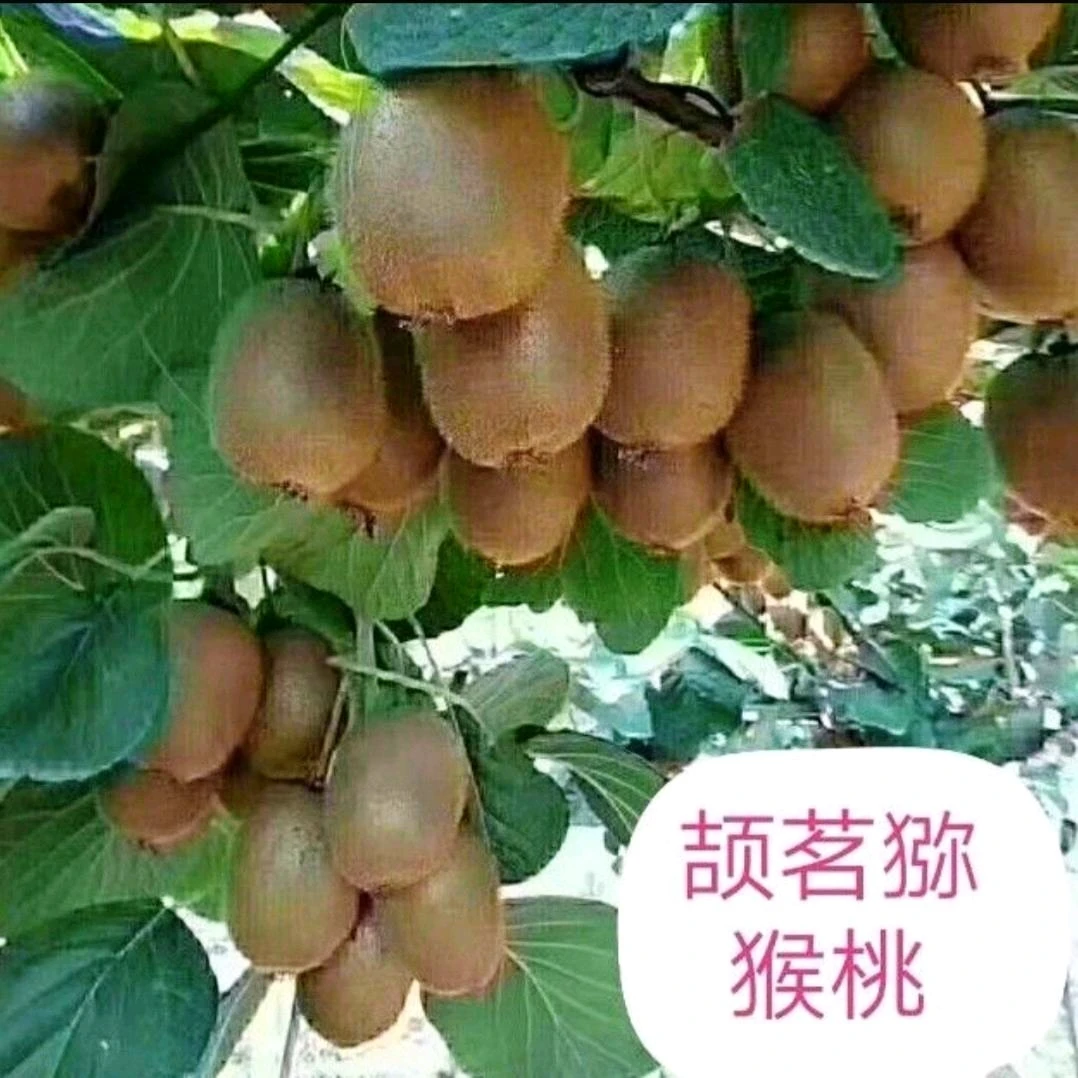 【颉茗果园】眉县徐香猕猴桃正宗水果杨东东小杨