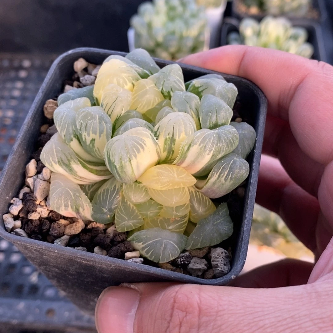 一颗大母本湖水玉露锦 新年福利