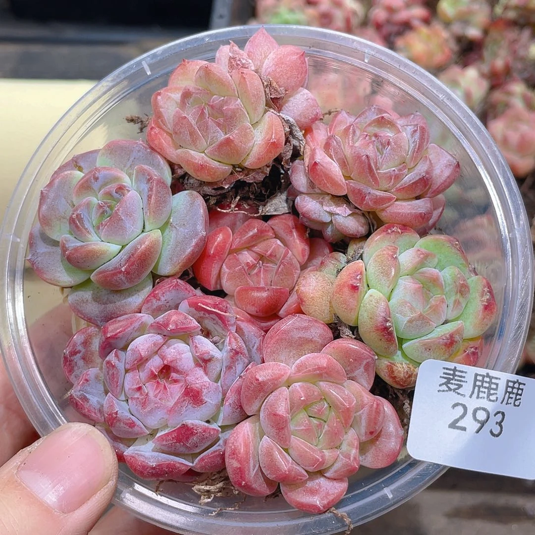 293。彩珍。