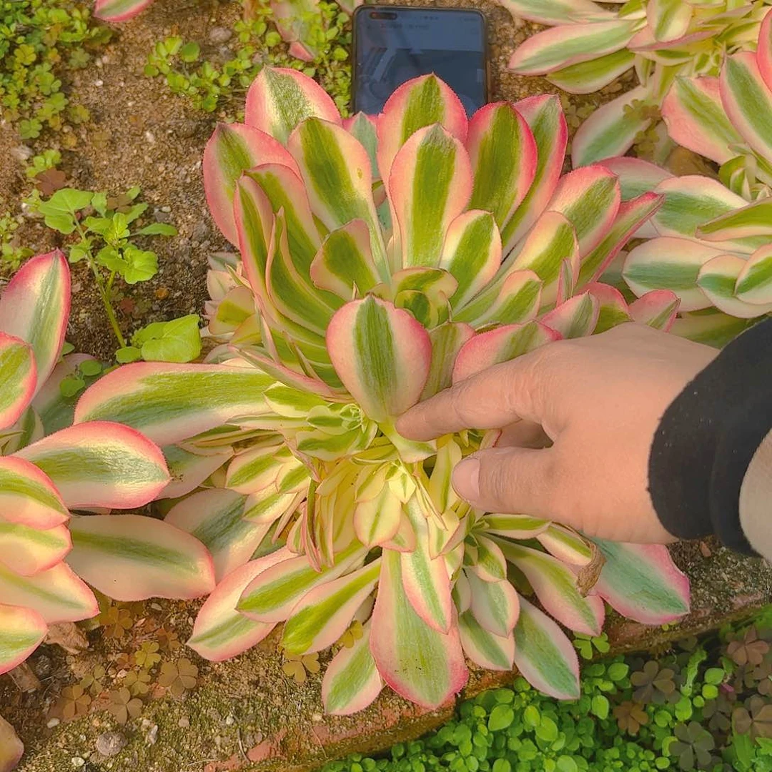 香妃手捧多肉植物