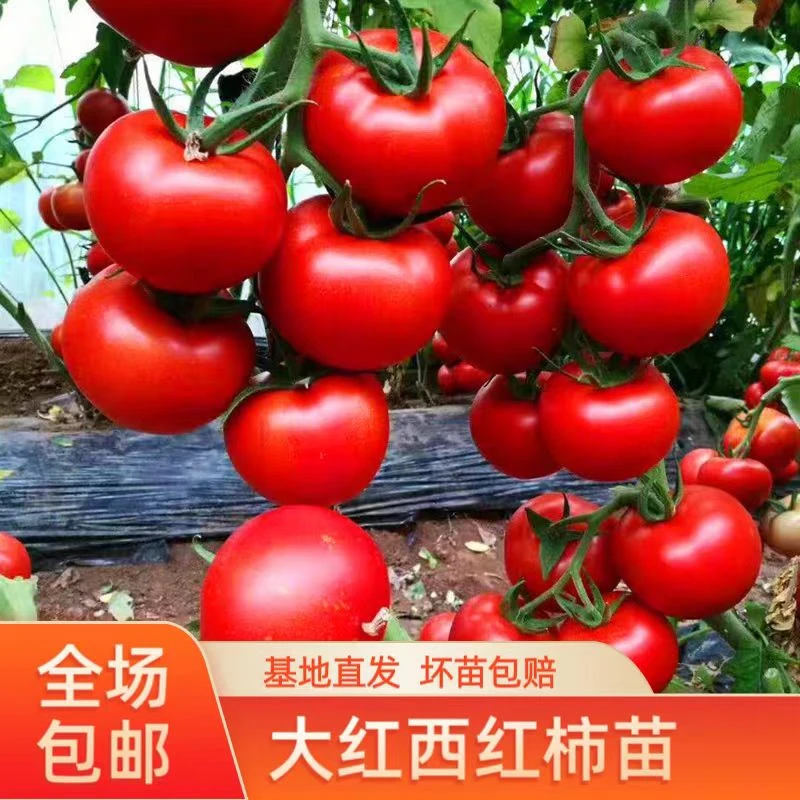 大红番茄苗秧高产硬果西红柿苗四季种水果小番茄苗子阳台盆栽菜苗