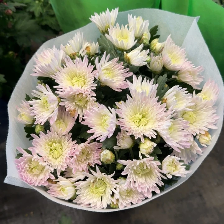 多头杨芳吐蕊小菊盆栽