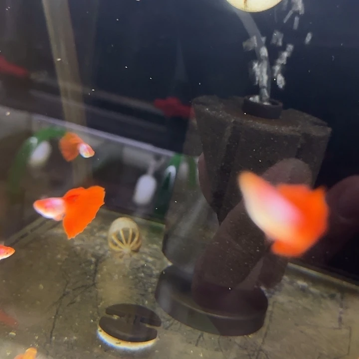 孔雀鱼艾尔银红尾清缸