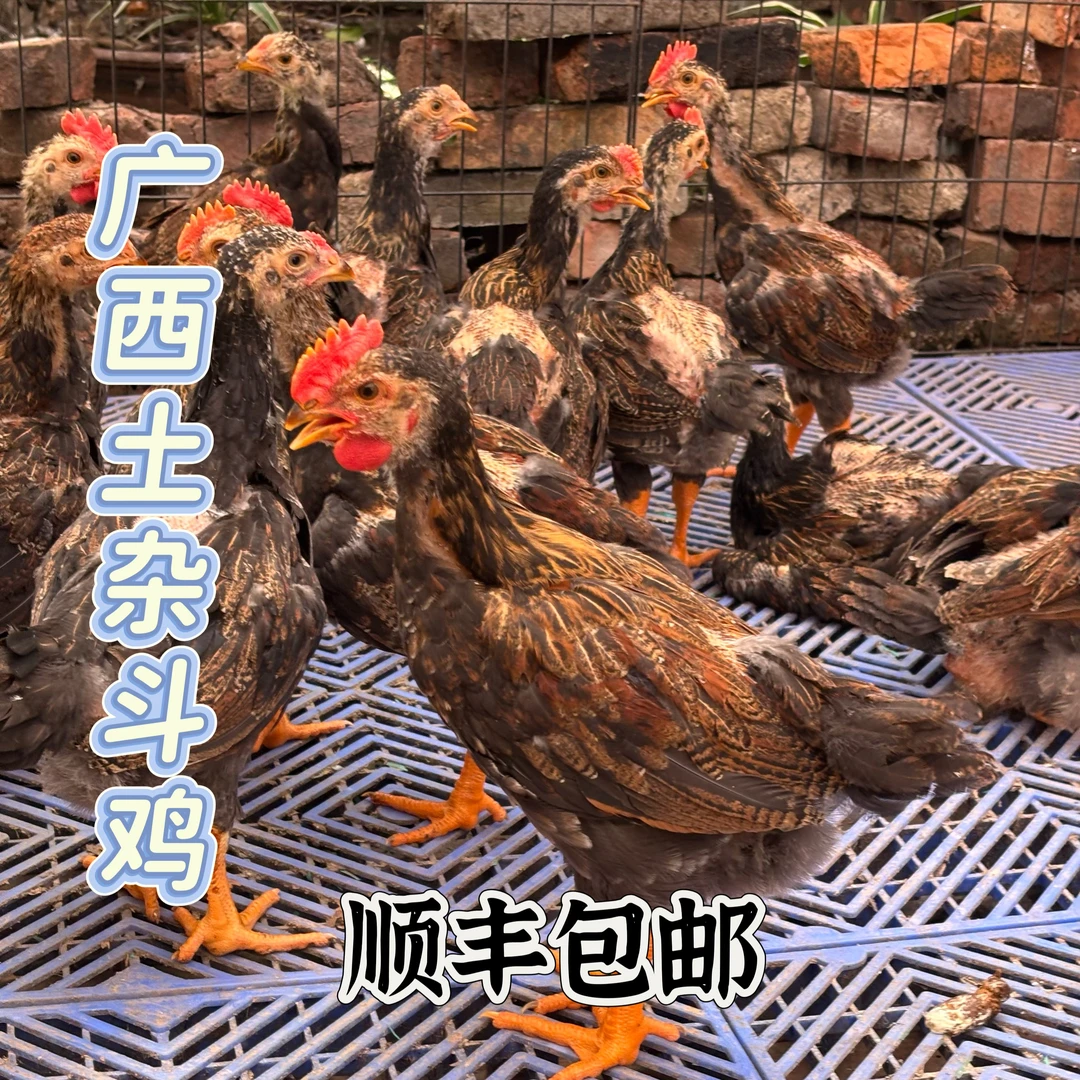 广西改良斗鸡杂斗阉鸡单个1斤左右顺丰包活宠物鸡