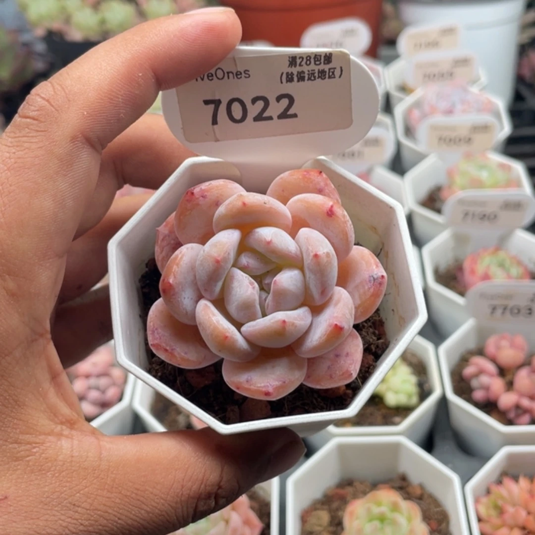 7022橙子5.0厘米