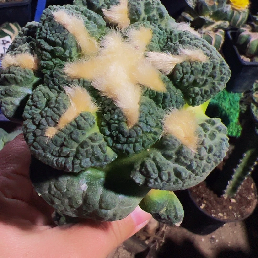 无花朵福利大尤龟甲连山牡丹198