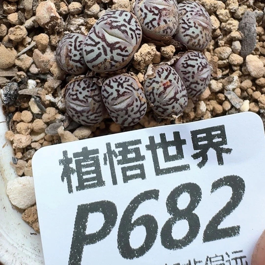 多肉植物的润泽的多
