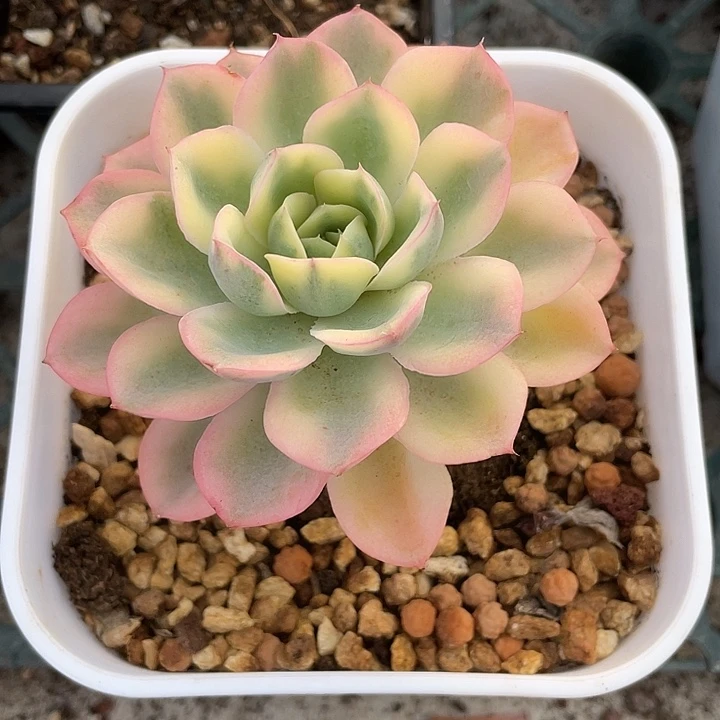 雨滴锦一物一拍锦龙