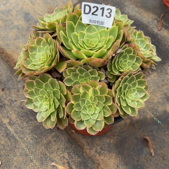 瑞妈多肉园艺213莲花座