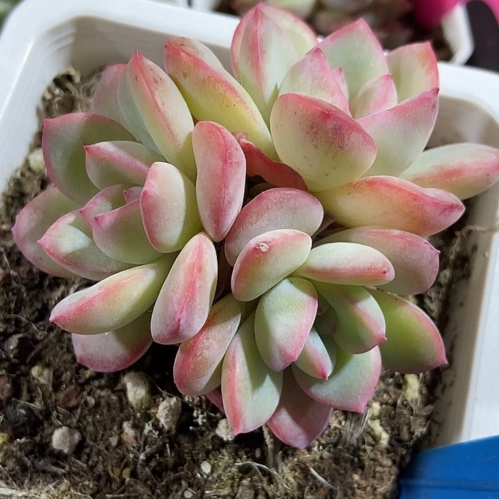 多肉植物泡芙960多肉