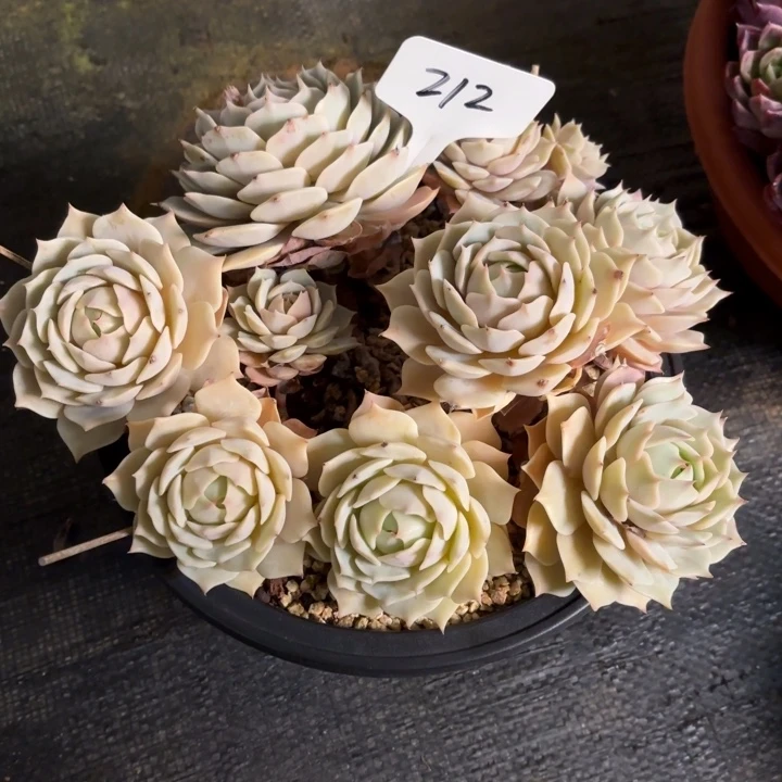 多肉植物，露娜莲212号