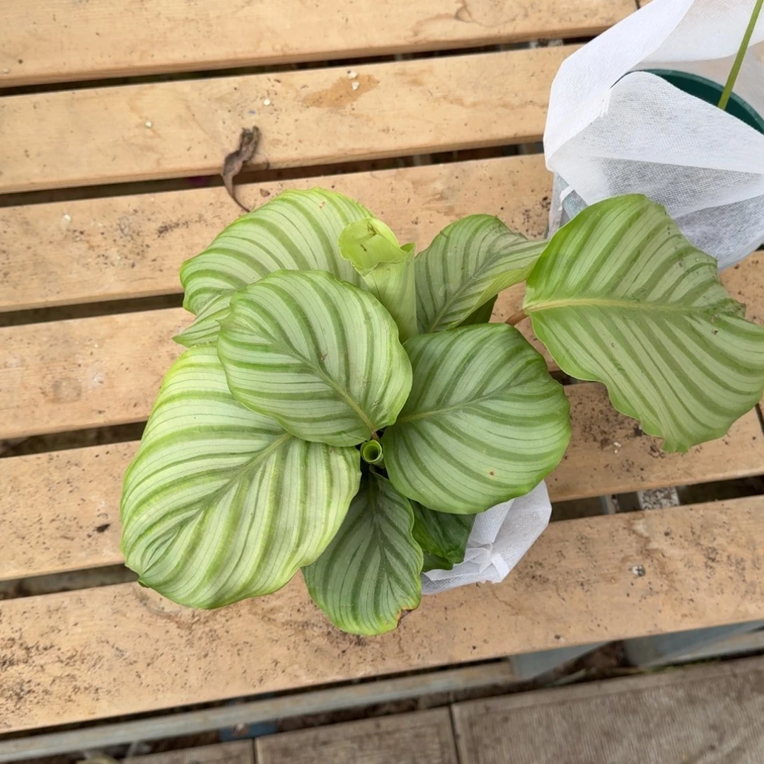 完全开放处理苹果竹芋一棵无售后处理无售后处理无