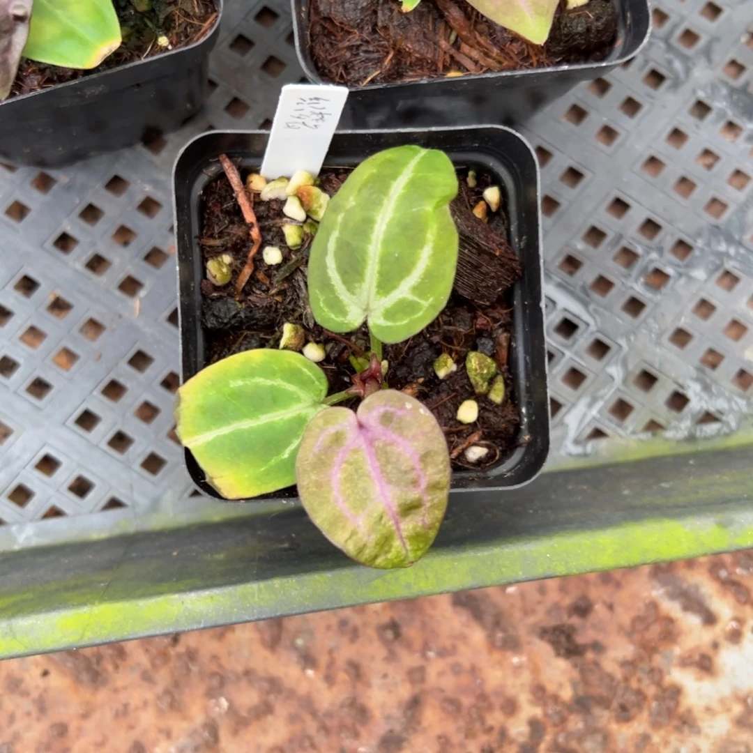 不开花植物织梦者