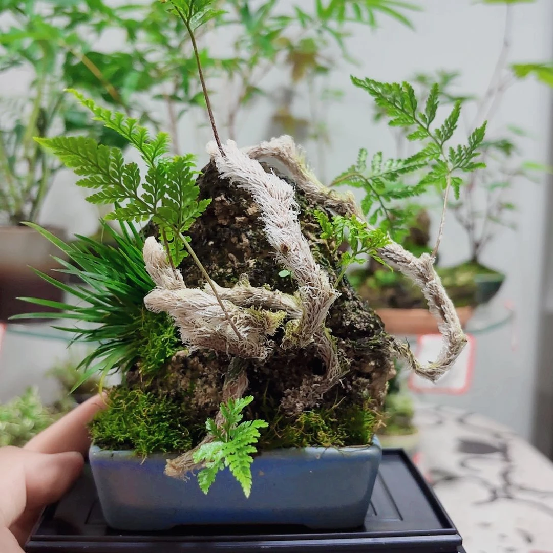 无花朵c***d一物一拍 所见即所得6