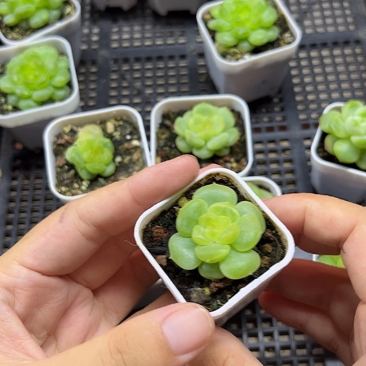 244  一物一拍  满20包邮