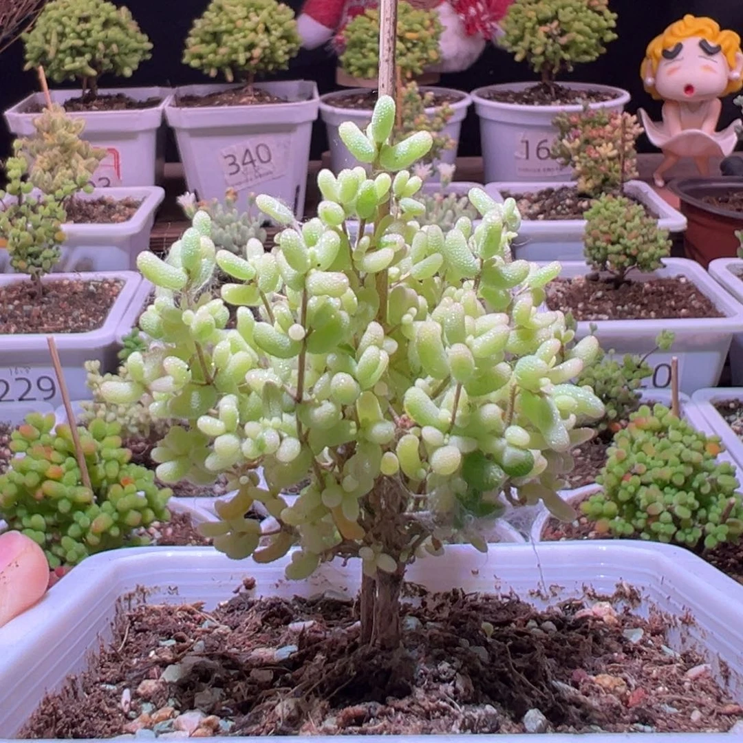 J189米粒锦带盆土发货一物一拍