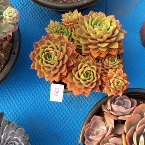 猪***猪1788贝拉多娜多肉