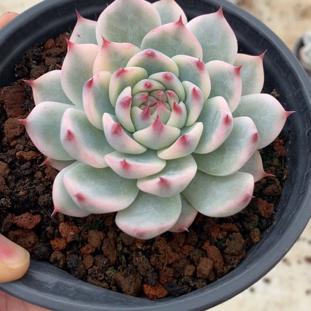 吉娃娃锦多肉植物9613