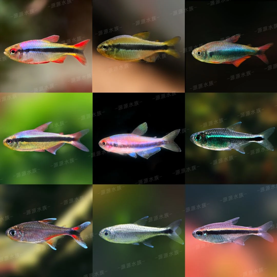 【福袋】蓝缎带三型2-2.5cm【1条】