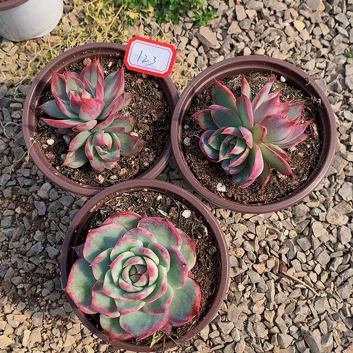 向*跑A123惊鸿仙子多肉