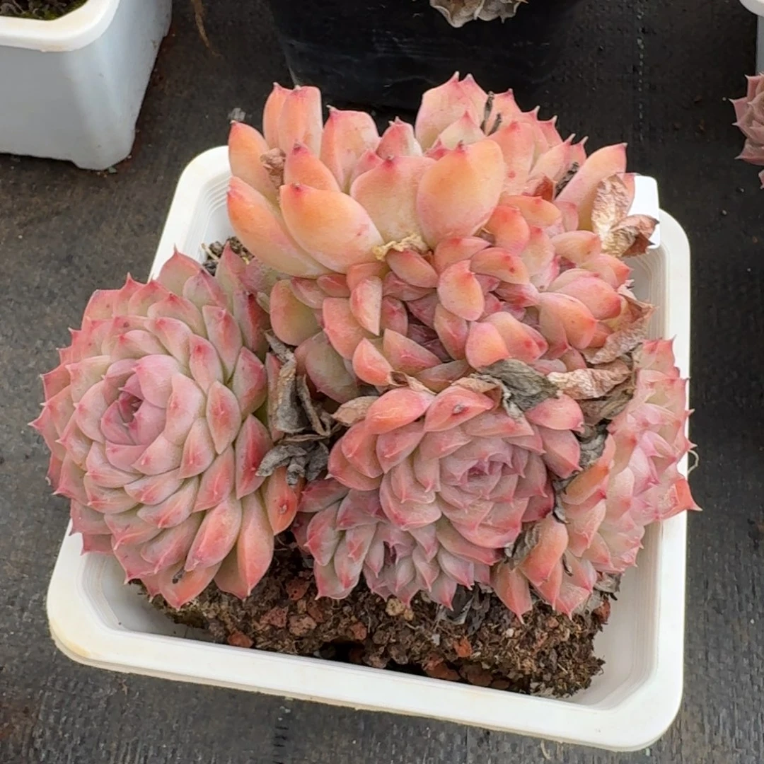 9296新年快乐发发发