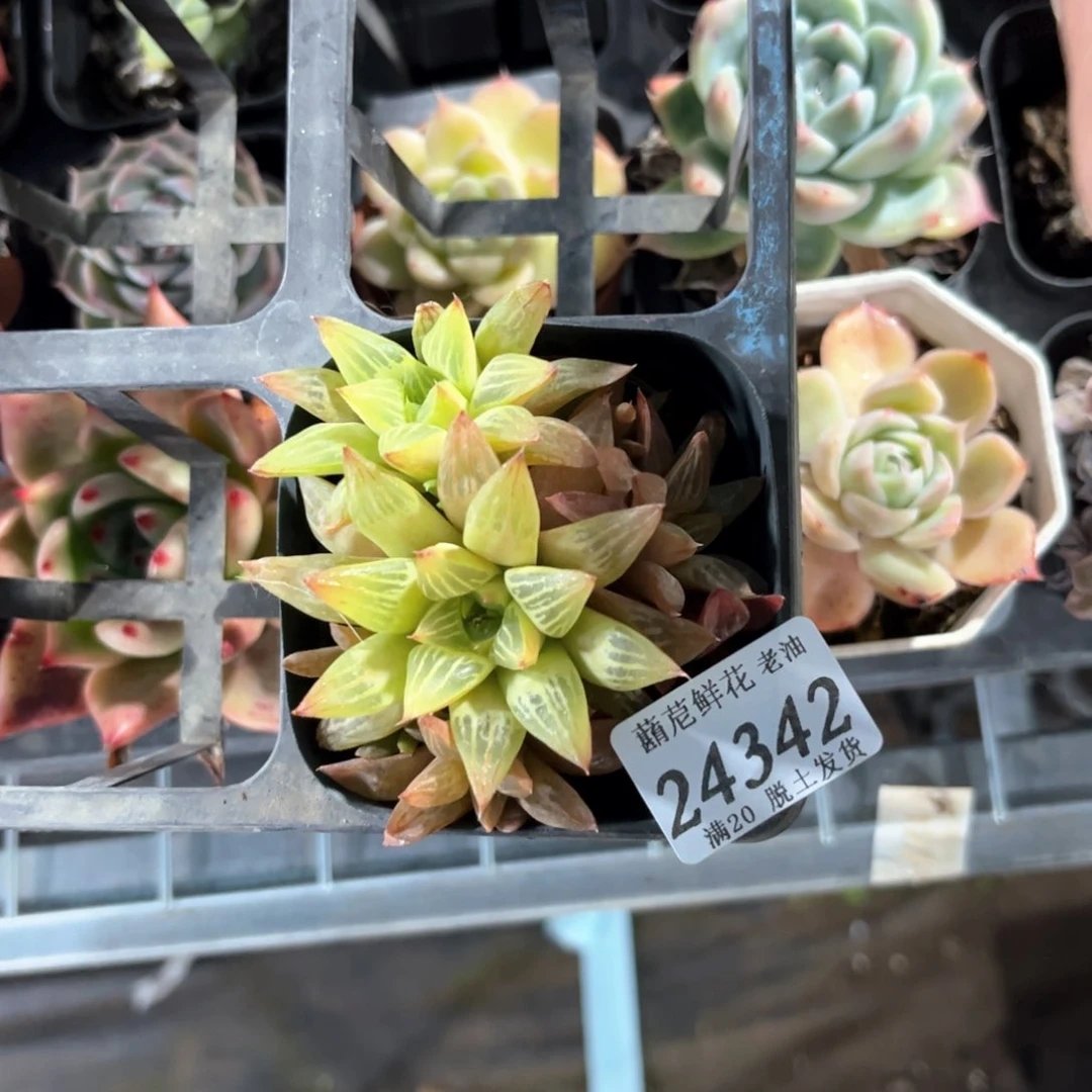 蓝****y24342一物一拍单头